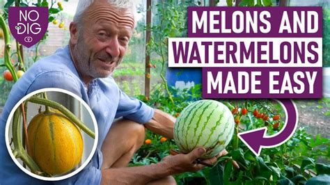 melonsthbe|perfect melons Search